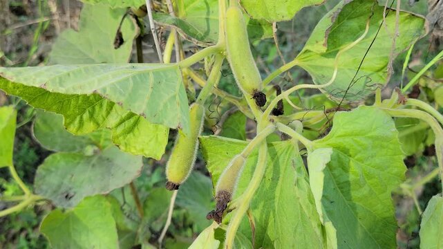 Small young bottle gourds growing on a green vine
