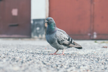 Portret gołębia miejskiego na żwirowym podłożu. Detale upierzenia i charakterystyczne czerwone nogi na rozmytym tle miejskiej architektury. Autentyczna natura w sercu miasta. © Henryk Niestrój