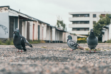 Grupa gołębi na żwirowym podłożu przed rzędem garaży i blokiem mieszkalnym. Autentyczny miejski pejzaż, przyroda w mieście i industrialny klimat w pochmurny dzień. © Henryk Niestrój