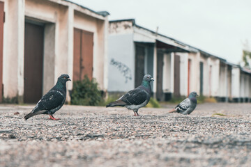 Grupa gołębi na żwirowym podłożu przed rzędem garaży i blokiem mieszkalnym. Autentyczny miejski pejzaż, przyroda w mieście i industrialny klimat w pochmurny dzień. © Henryk Niestrój