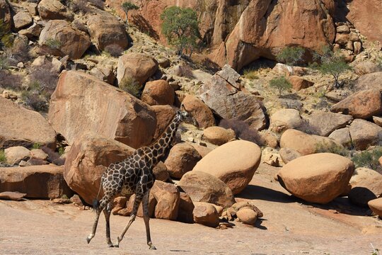Afrikanische Steppengiraffe (giraffa camelopardalis) in der Steinlandschaft des Erongo Gebirge in Namibia