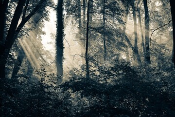 Mroczny, nastrojowy las w chłodnych tonacjach z promieniami słońca przebijającymi przez gęste korony drzew i mgłę. Tajemniczy, dramatyczny krajobraz leśny o świcie lub poranku. © Henryk Niestrój