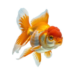 Fototapeta premium Orange and white goldfish with red head isolated on a transparent background