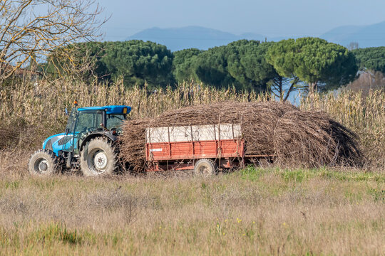 A tractor and trailer are used to load long bundles of freshly harvested vine shoots