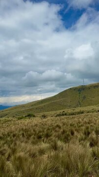 Golden Paramo Grasslands in the High Andes (Quito, Ecuador)