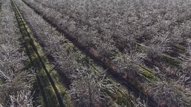 Oc&eacute;ano primaveral de frutales en flor y danza de polen