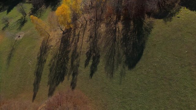 Gorgeous Long Tree Shadows and Vibrant Late Autumn Foliage on Green Meadow Sunny Poiana Marului Cinematic Overhead Tracking Drone Shot 4K Graded