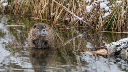 Nutria im Wasser