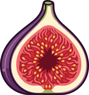 Illustration showing half purple fig fruit cross section with red pulp and many yellow seeds inside