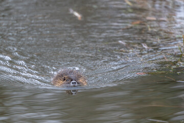 Obraz premium Nutria im Wasser