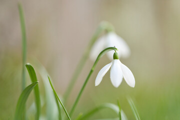Softly blooming snowdrops symbolize hope and renewal in misty morning scene