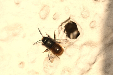 Macro photograph capturing solitary bee exploring warm textured wall in sunlight