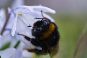Macro Close-Up of Bumblebee on White Flower