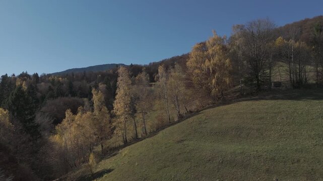 Golden Birch Trees and Vibrant Autumn Mixed Forest Sunny Poiana Marului Serene Landscape Cinematic Rising Drone Shot 4K Ungraded Log