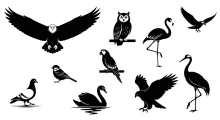 Array of Avian Marvels: An array of avian silhouettes, each a study in elegant form and poised action, provides a glimpse into the diverse beauty of the bird kingdom.