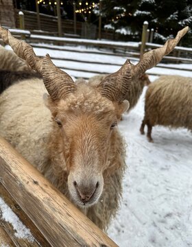Racka sheep with large spiral horns near a wooden fence in Hutsul Land ethnopark, Bukovel, Ukraine. Winter rural scene in the Carpathians featuring traditional livestock, snow, and rustic heritage.