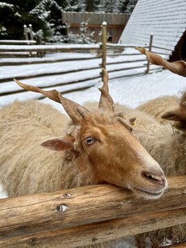 Racka sheep with large spiral horns near a wooden fence in Hutsul Land ethnopark, Bukovel, Ukraine. Winter rural scene in the Carpathians featuring traditional livestock, snow, and rustic heritage.