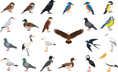 Fototapeta premium Comprehensive Bird Species Vector Icon Set Featuring Bald Eagle, Kingfisher, Mallard Duck, Pigeon, Sparrow, Crane, and Pelican for Nature Education and Wildlife Design Projects