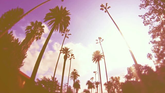 Looking up to tropical palm trees while driving down a Beverly Hills, Los Angeles, California street on a sunny day, with added colored light leaks or lens flare.