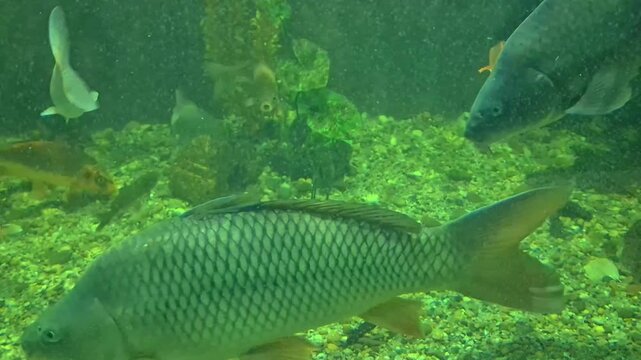 Common carp and bright koi fish swimming in a green-tinted freshwater aquarium with a gravel bottom. A natural underwater scene of aquatic life in motion