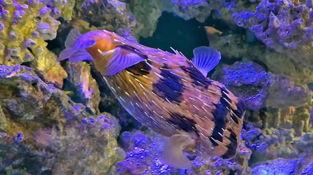Detailed close-up of a porcupinefish swimming gracefully past a vibrant coral reef. Exotic underwater scenery showcasing unique marine textures and colors