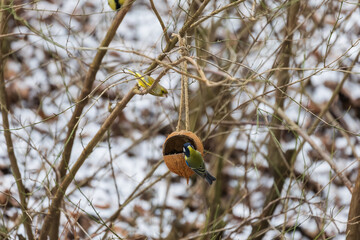 Great tit and European greenfinch at a coconut bird feeder