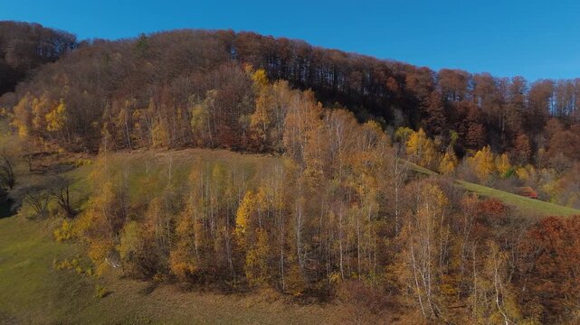 Gorgeous Golden Birch Trees and Hidden Wooden Hut on Sunny Autumn Meadow in Poiana Marului Cinematic Low Altitude Aerial Pan Left 4K Graded