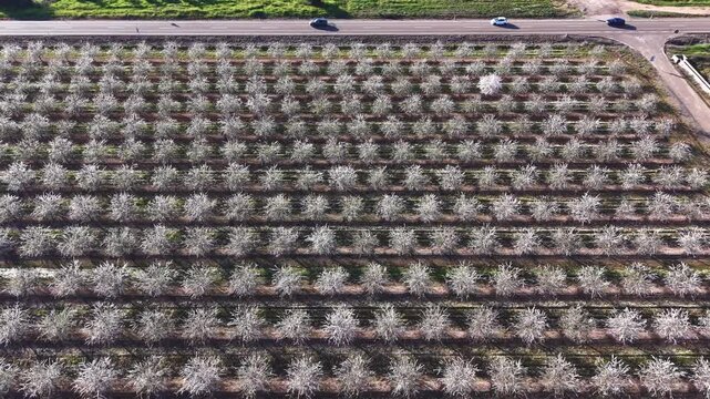 Carriles de primavera: coches en movimiento entre almendros en flor