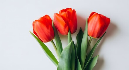 Naklejka premium Vibrant red tulips on white background