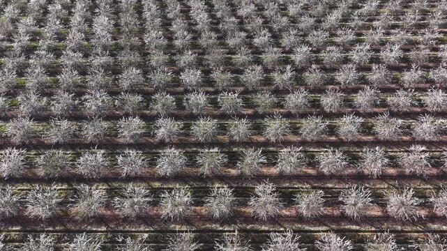 Inmersi&oacute;n primaveral sobre almendros en flor
