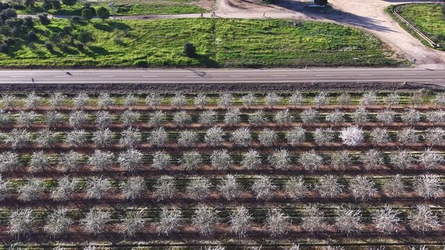 Carril de vida: coche blanco entre almendros en flor bajo el sol de primavera