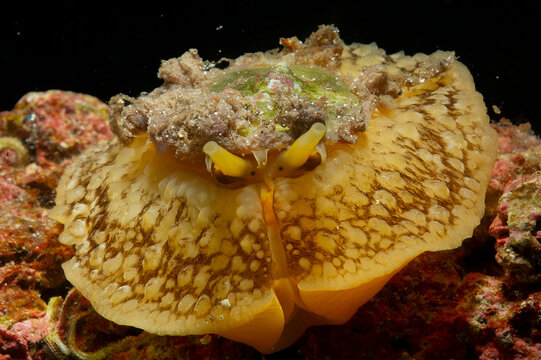 Umbrella Sidegill Slug, Umbraculum mediterraneum aka Umbraculum umbraculum, Mollusca, Gastropoda,Pleurobranchomorfa, Umbraculidae, Alghero, Sardinia, Mediterranean sea, Italy