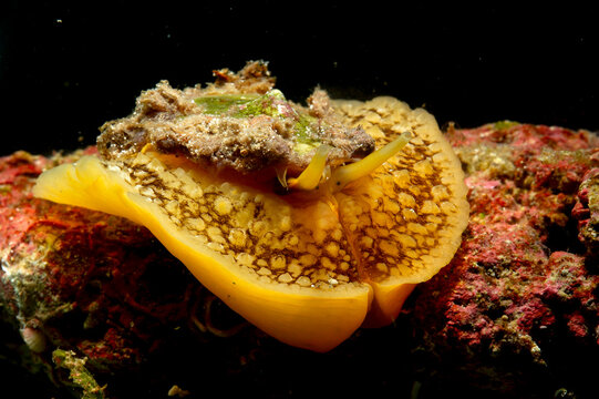 Umbrella Sidegill Slug, Umbraculum mediterraneum aka Umbraculum umbraculum, Mollusca, Gastropoda,Pleurobranchomorfa, Umbraculidae, Alghero, Sardinia, Mediterranean sea, Italy