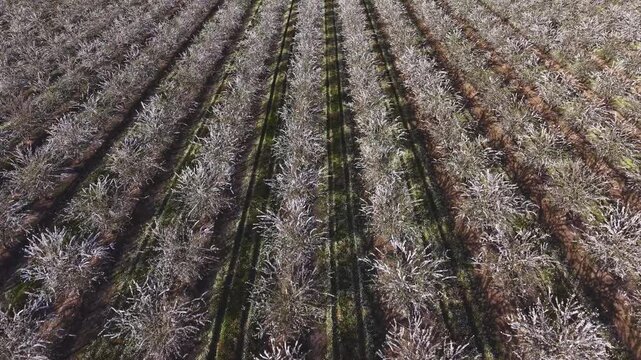 Viaje infinito entre almendros en flor en primavera