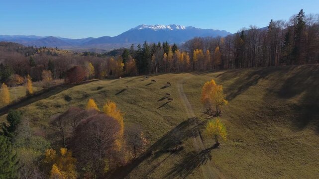Stunning Grazing Cows and Golden Birch Trees on Sunny Autumn Hillside with Snow Capped Bucegi Mountains Cinematic Forward Drone Flight 4K Graded