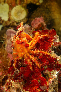red masked crab (Lissa chiragra), camouflaged Alghero, Capo Caccia, Sardinia, Italy