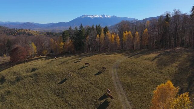Gorgeous Grazing Cows and Long Shadows on Sunny Autumn Pasture near Snow Capped Bucegi Mountains Cinematic Continuous Forward Drone Flight 4K Graded