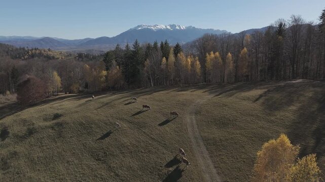 Gorgeous Grazing Cows and Long Shadows on Sunny Autumn Pasture near Snow Capped Bucegi Mountains Cinematic Continuous Forward Drone Flight 4K Ungraded Log