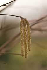 Creamy background highlights pollencoated male flowers on slim hazel branches
