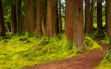Obraz premium Dense forest in Viveiro da Falca, Terceira Island, Azores, with moss-covered tree trunks creating a lush green woodland atmosphere in this natural reserve
