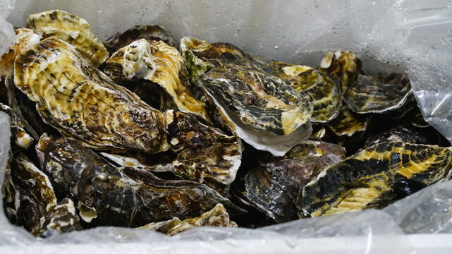쌓여있는 싱싱한 굴