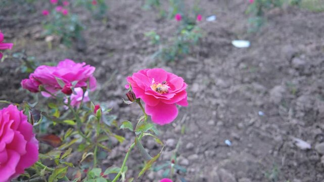 Close Up of Honey Bees Pollinating a Vibrant Pink Rose in a Spring Garden
