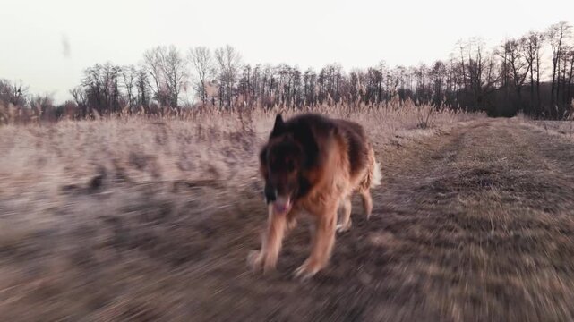 German Shepherd dog running fast on a dirt path in a rural field at sunset.