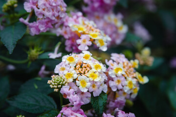 Soft pink and yellow lantana flowers with water droplets