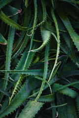 Fototapeta premium Aloe Vera Leaves Background, Green Spiky Succulent Texture