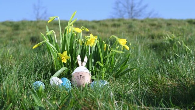 Easter spring holiday, bunny or rabbit, colored eggs, daffodil flowers meadow, nest in garden, springtime season, sunny day, blue sky