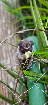 macaquinho comendo na arvore 