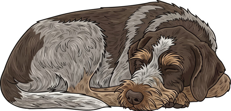 Wirehaired Pointing Griffon dog curled up sleeping illustration