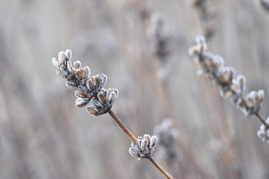 Winter lavender with frost in fog