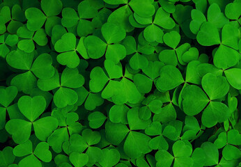 Beautiful nature background of clover leaves (wood-sorrel, Oxalis) close up. Green leaves texture of three-leaves shamrocks, St. Patrick's day holiday symbol. Template for design. flat lay